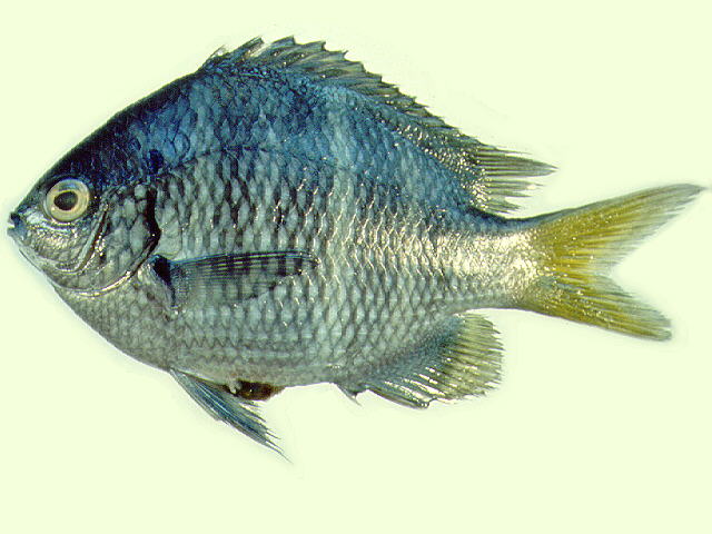 Abudefduf notatus